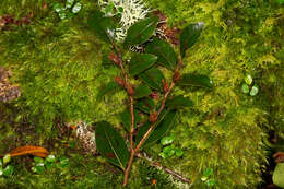 Imagem de Nothofagus moorei (F. Muell.) Krasser