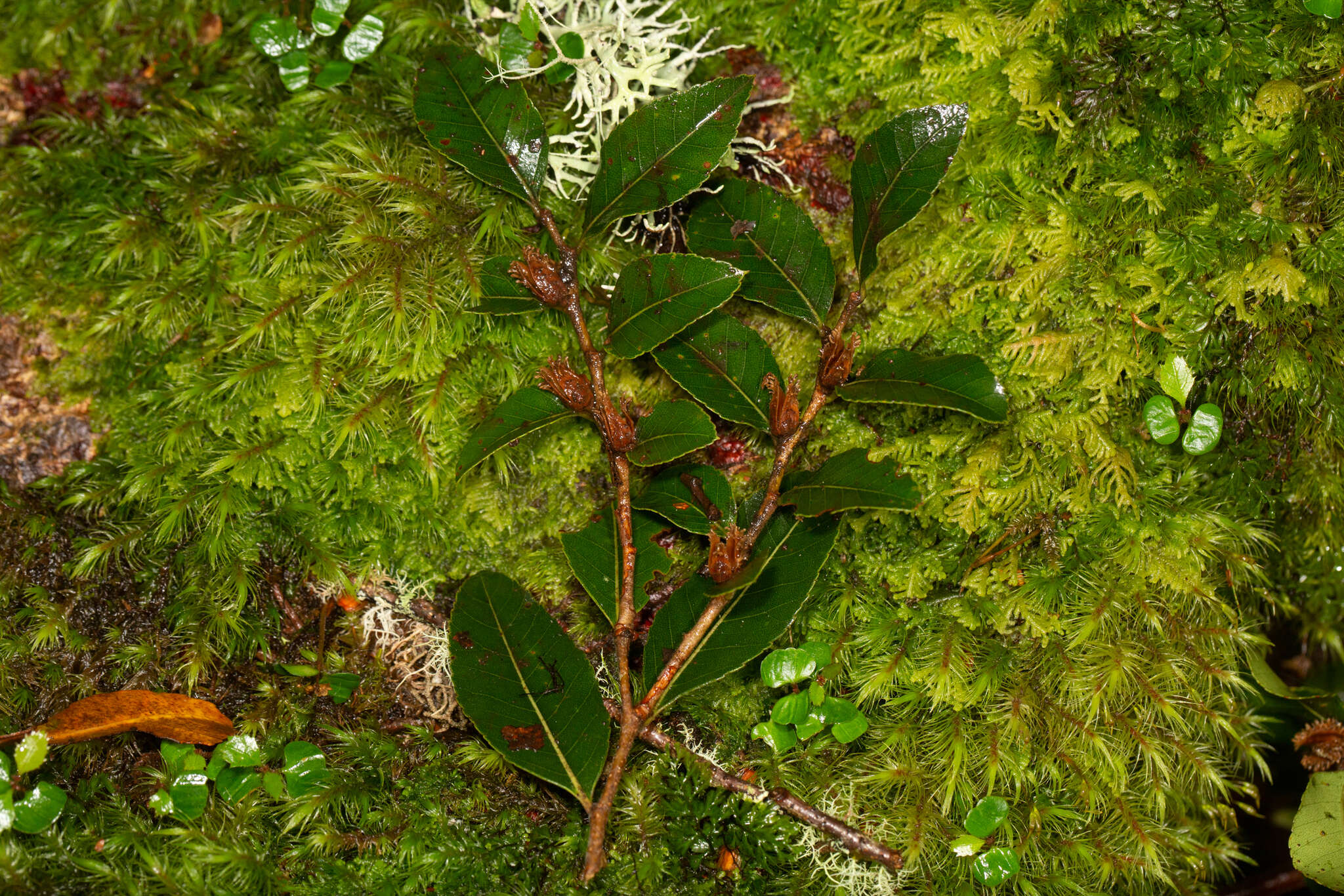 Imagem de Nothofagus moorei (F. Muell.) Krasser