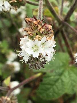 Image of mapleleaf checkerbloom