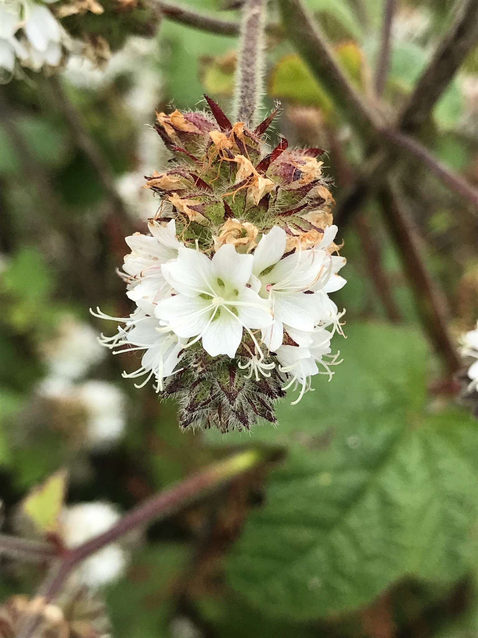 Sivun Sidalcea malachroides (Hook. & Arn.) Gray kuva