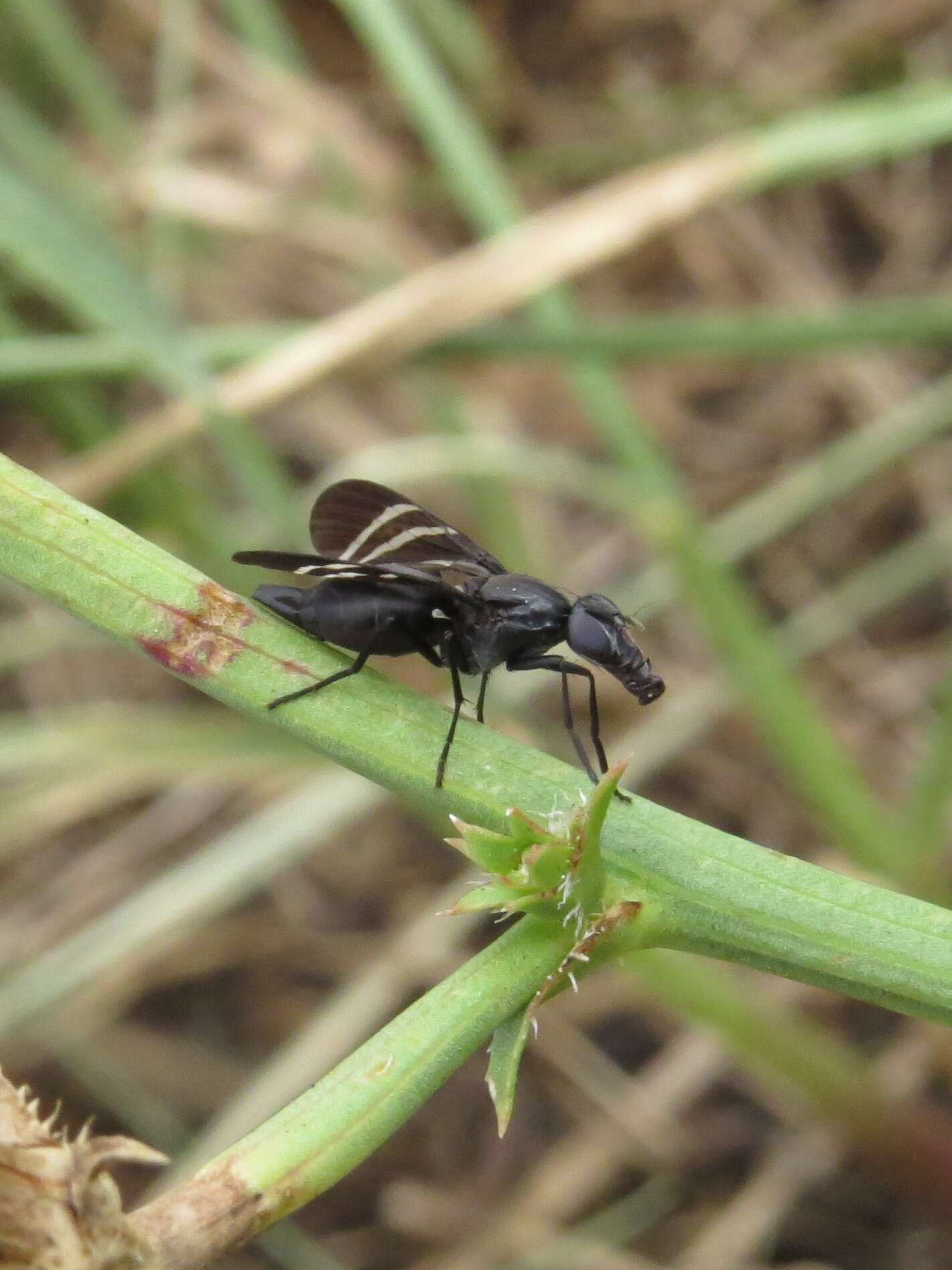 Image of Black Onion Fly