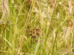 Слика од Juncus fontanesii Gay