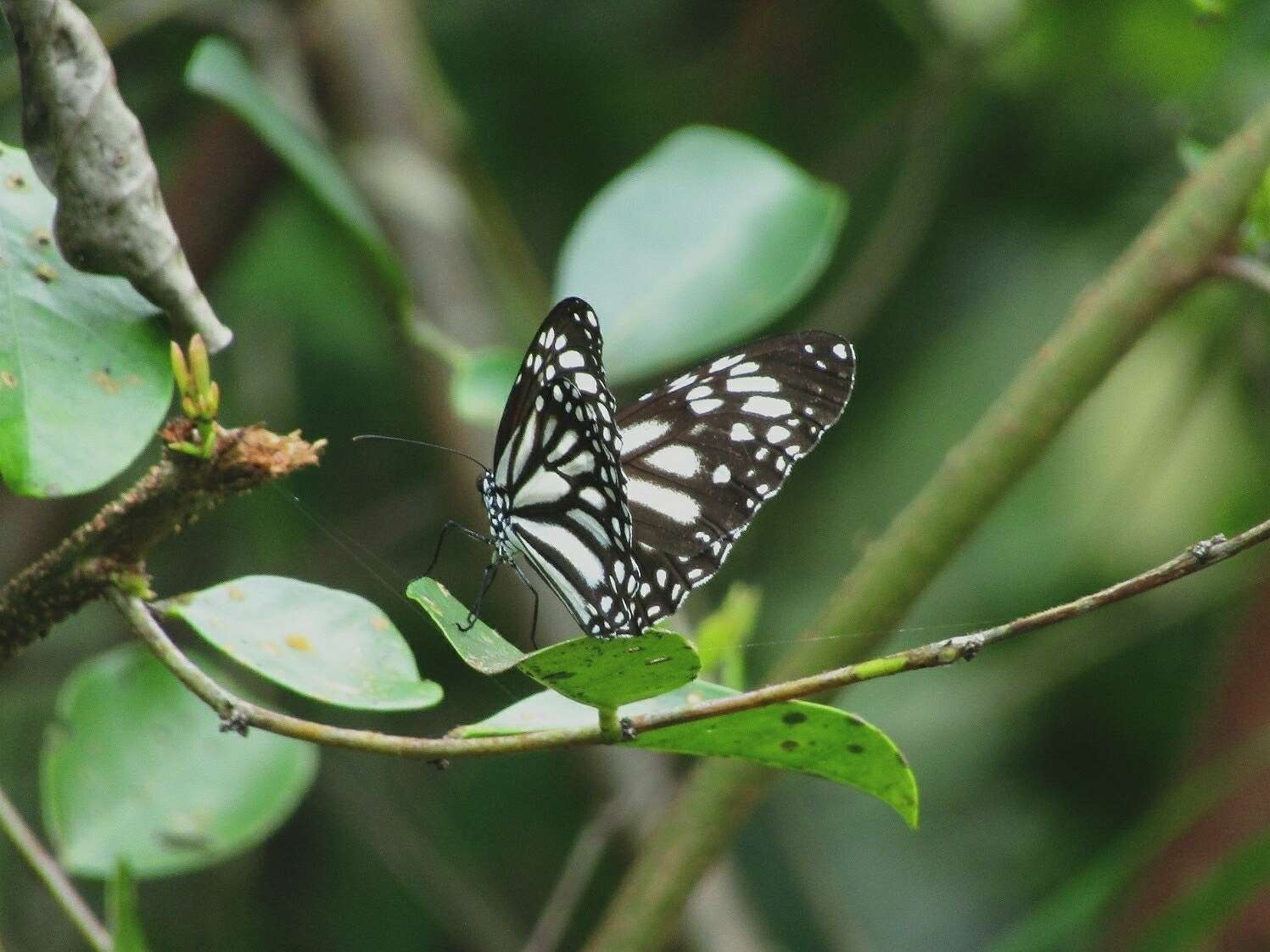 Image de Danaus (Anosia) melanippus subsp. edmondii Bougaunville 1837