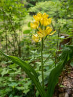 Слика од Cephalanthera falcata (Thunb.) Blume