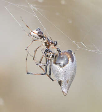 Image of Argyrodes elevatus Taczanowski 1873