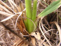 Image of Black-seed grass