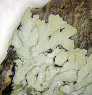 Image of pyxine lichen