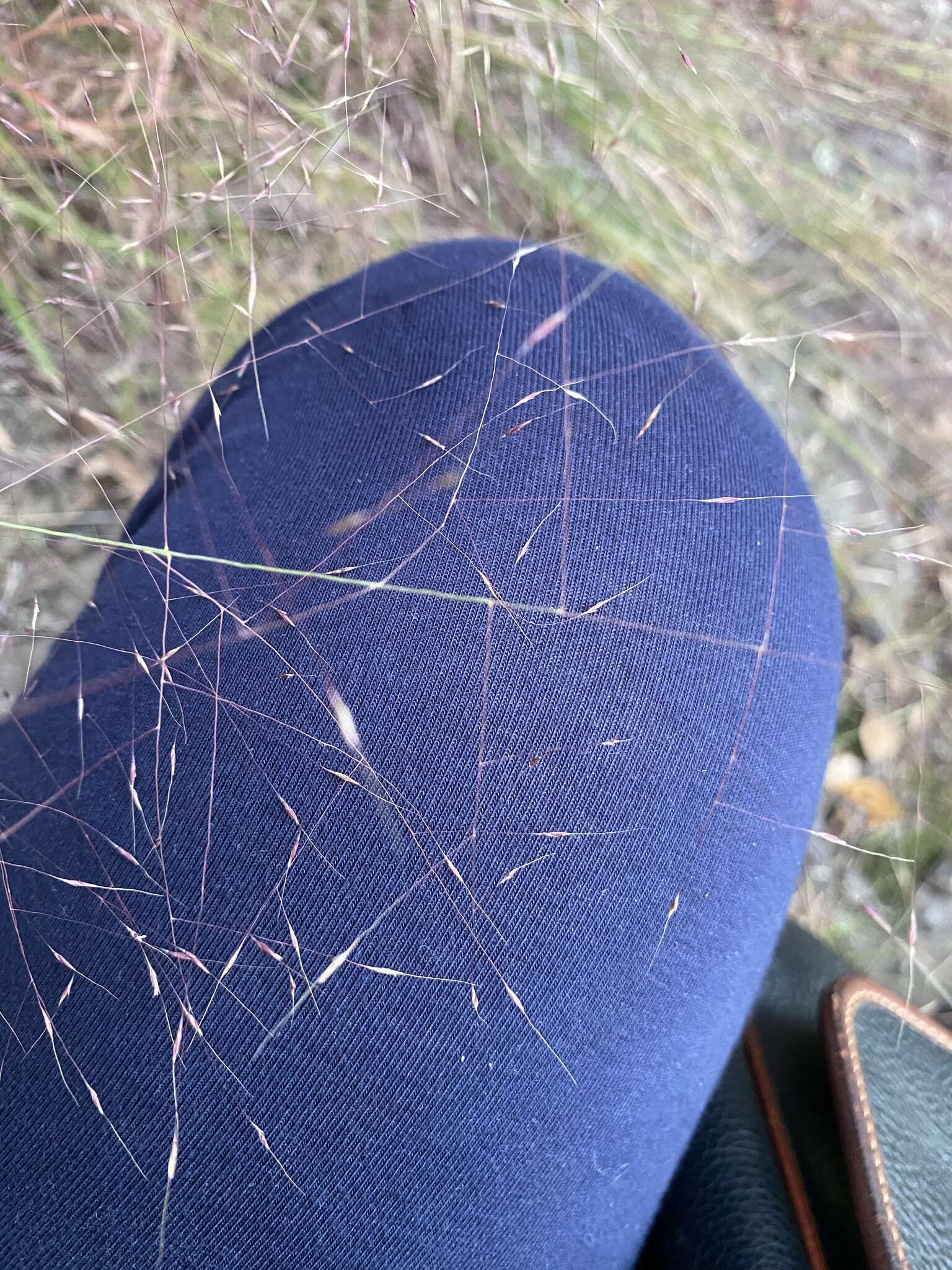 Image of Muhlenbergia capillaris var. capillaris