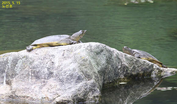 Image of Northern Chinese softshell turtle