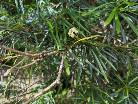 Image of Serpentine Hill raintree