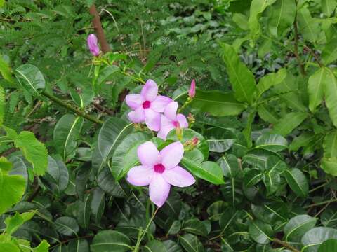 Imagem de Cryptostegia madagascariensis Boj.