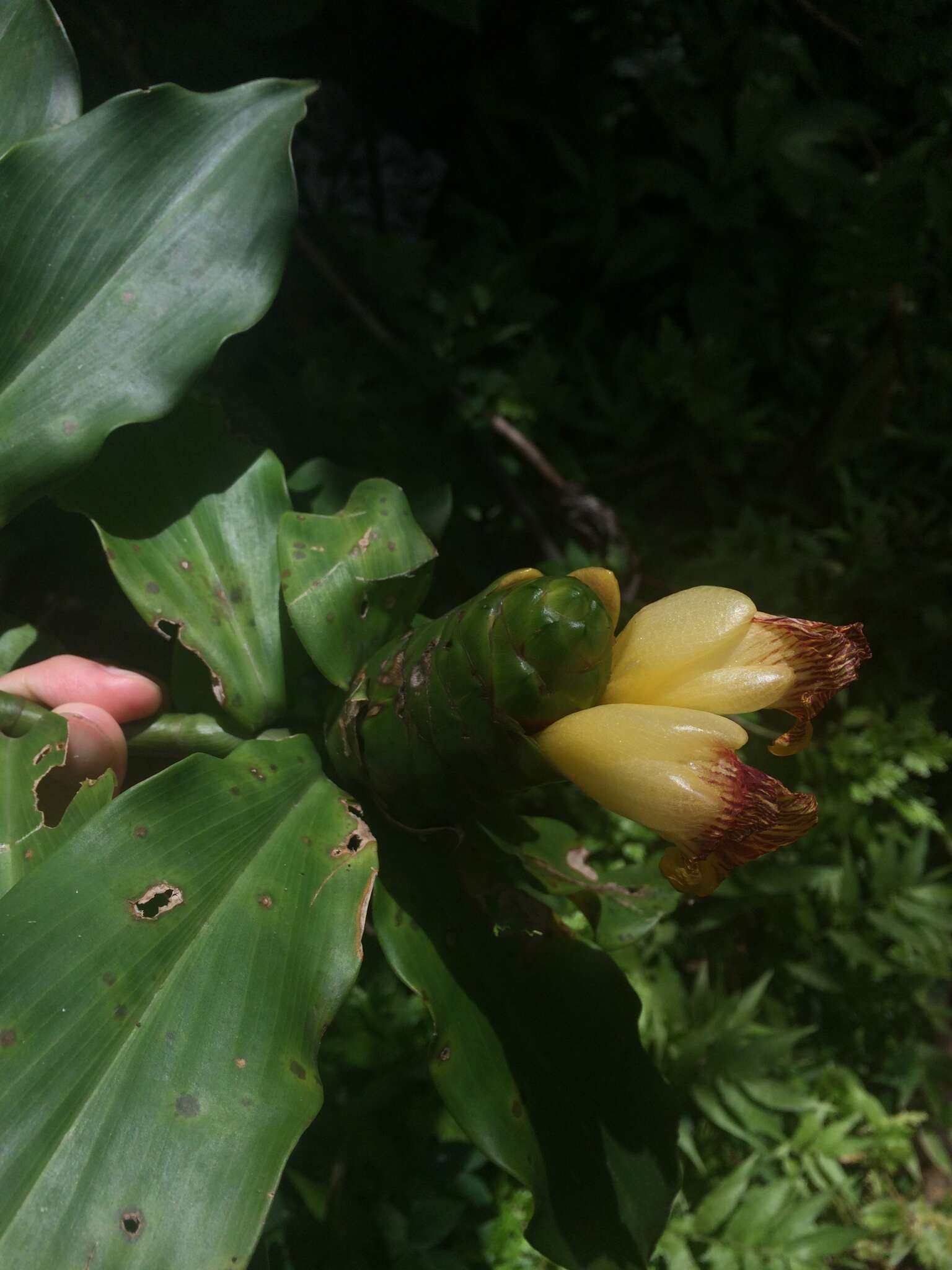 Image of Costus pictus D. Don