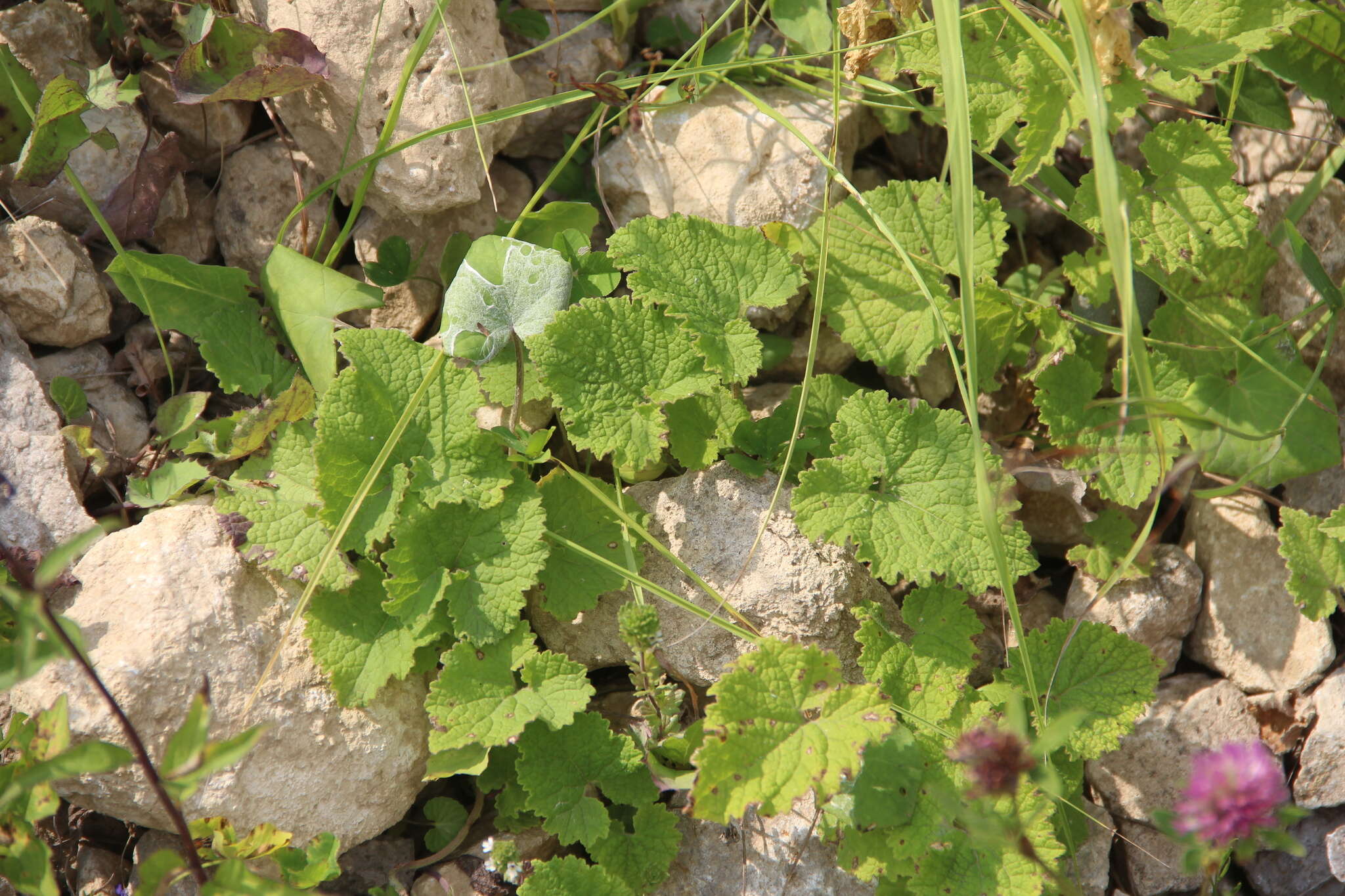 Image of Campanula alliariifolia subsp. alliariifolia