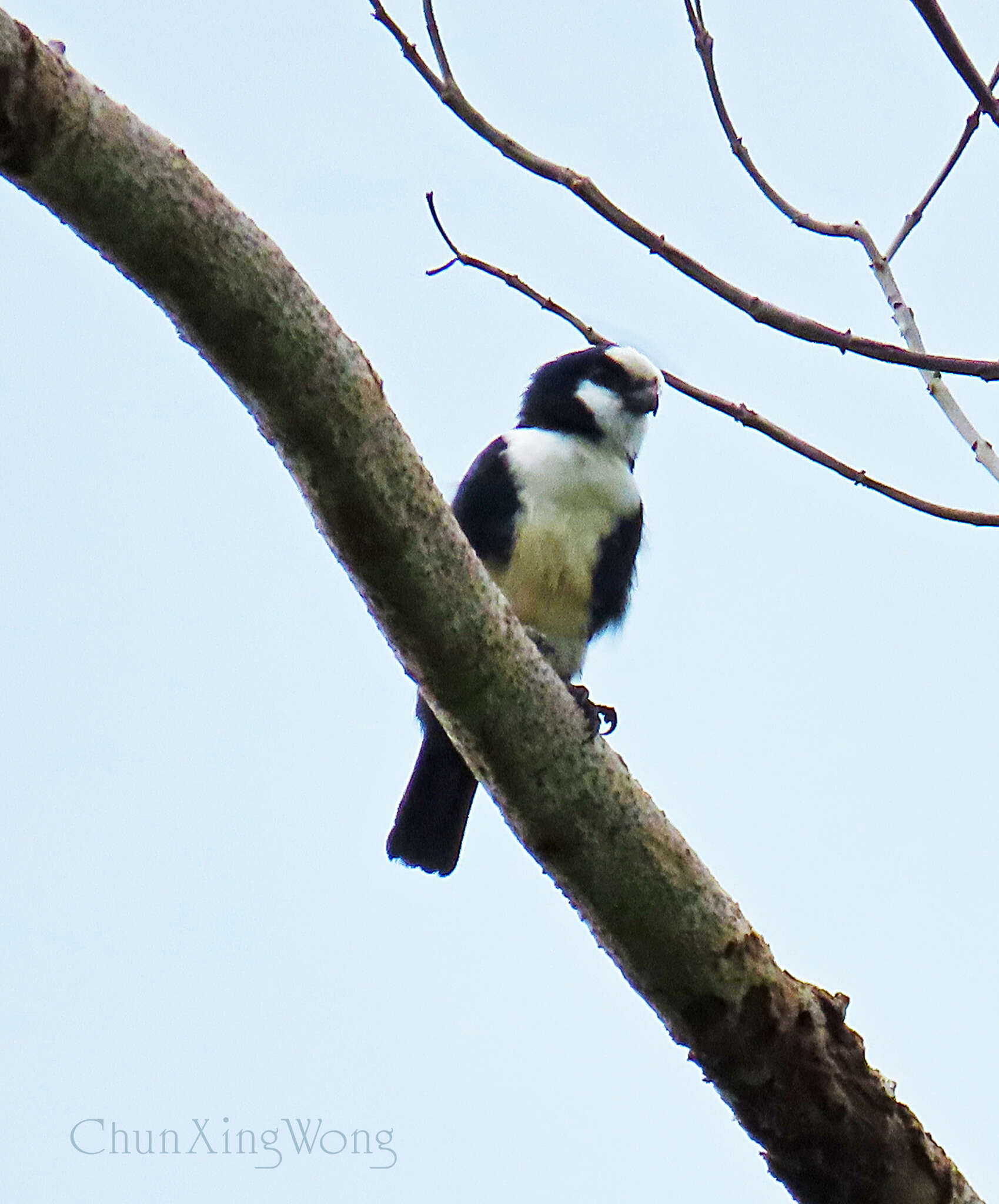 Image of Bornean Falconet