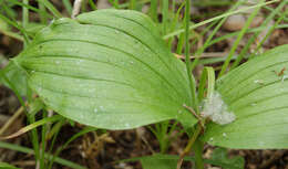 Image of Spotted lady slipper