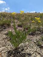 Imagem de Harbouria trachypleura (A. Gray) Coult. & Rose