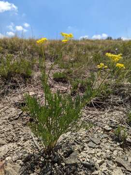 Image of whiskbroom parsley