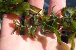 Image of Richardson's pondweed