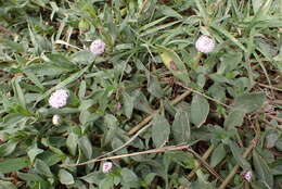 Image of Spilanthes leiocarpa DC.