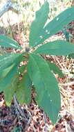 Image of Vernonia mecistophylla Baker