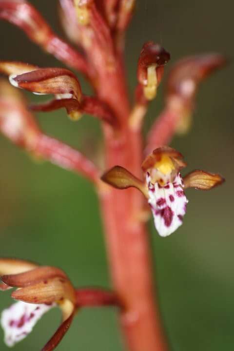 Image of Corallorhiza maculata var. maculata