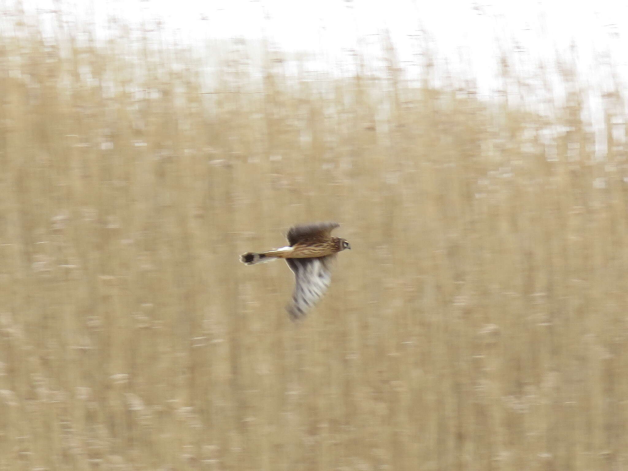 Image of Hen Harrier