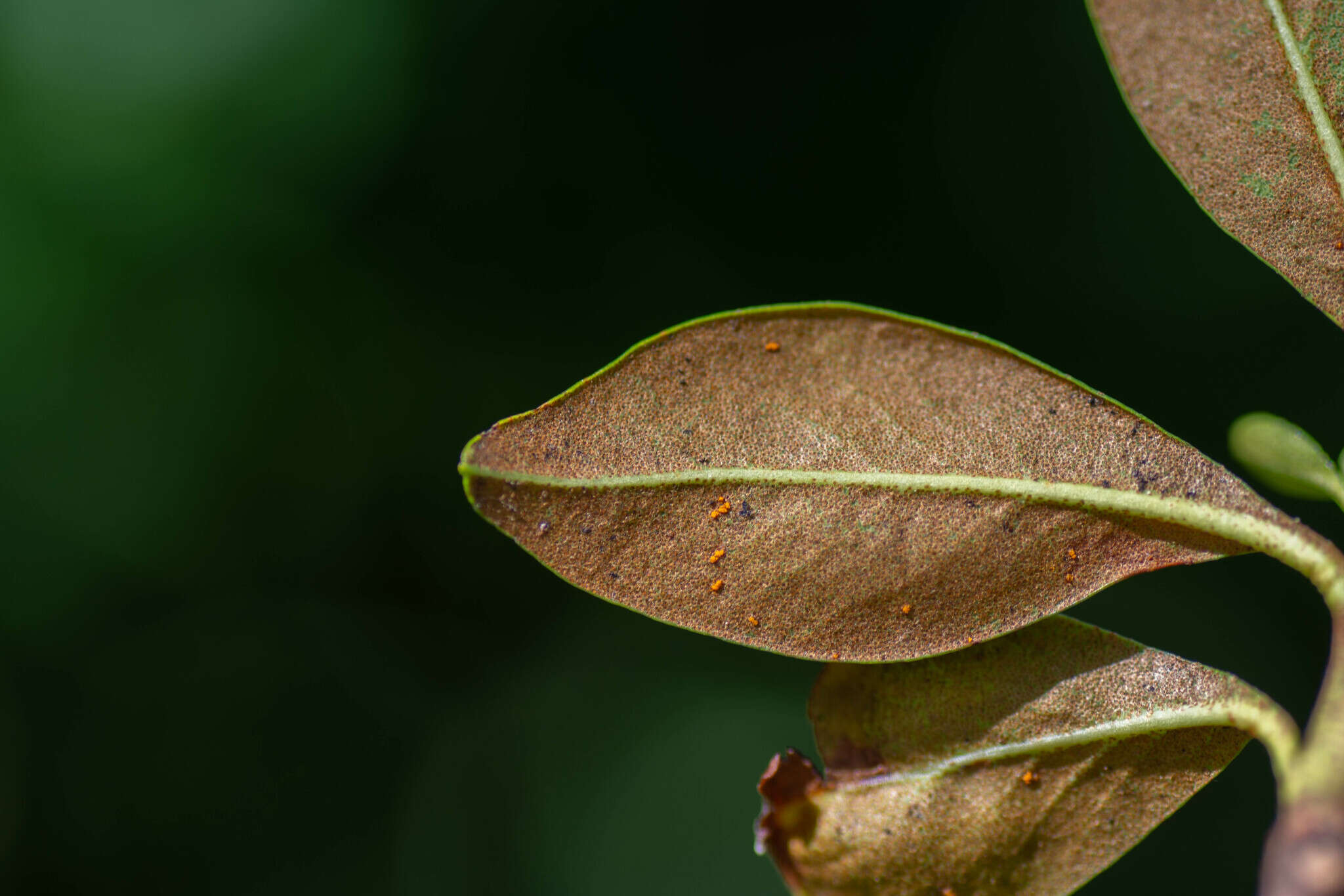 Image de Chrysomyxa rhododendri (DC.) de Bary 1879