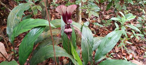 Image of Tacca integrifolia Ker Gawl.