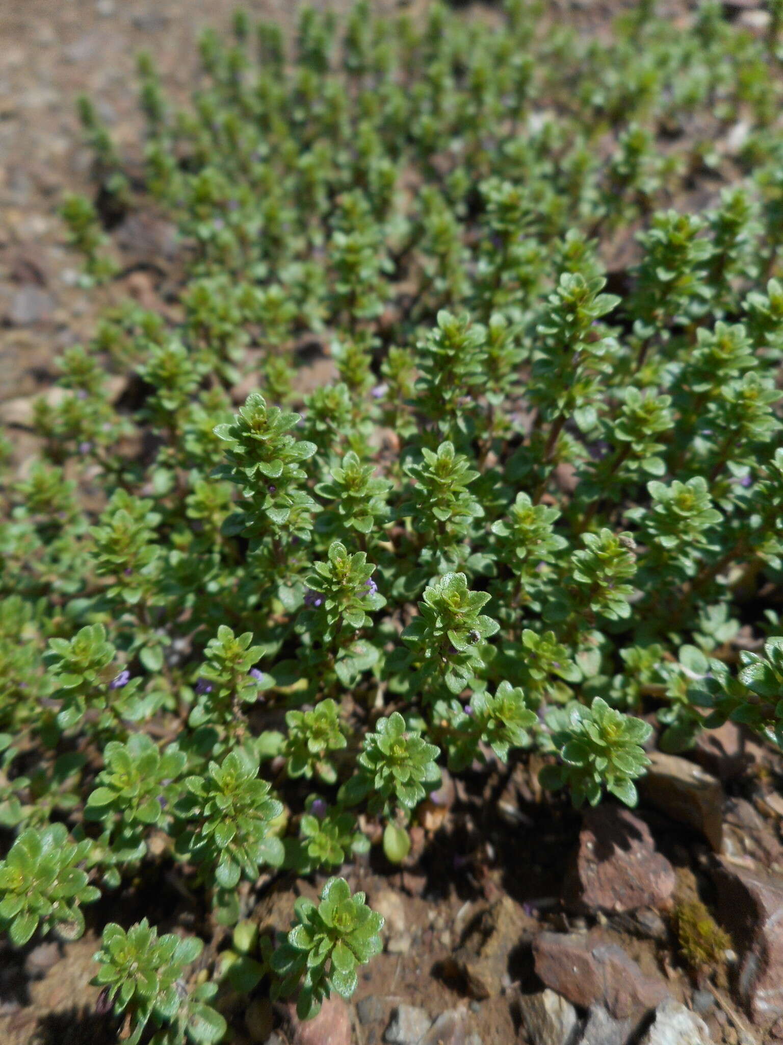 Image of thymeleaf mesamint