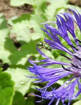 Image of Augochlorella aurata (Smith 1853)