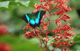 Image of Malabar Banded Peacock