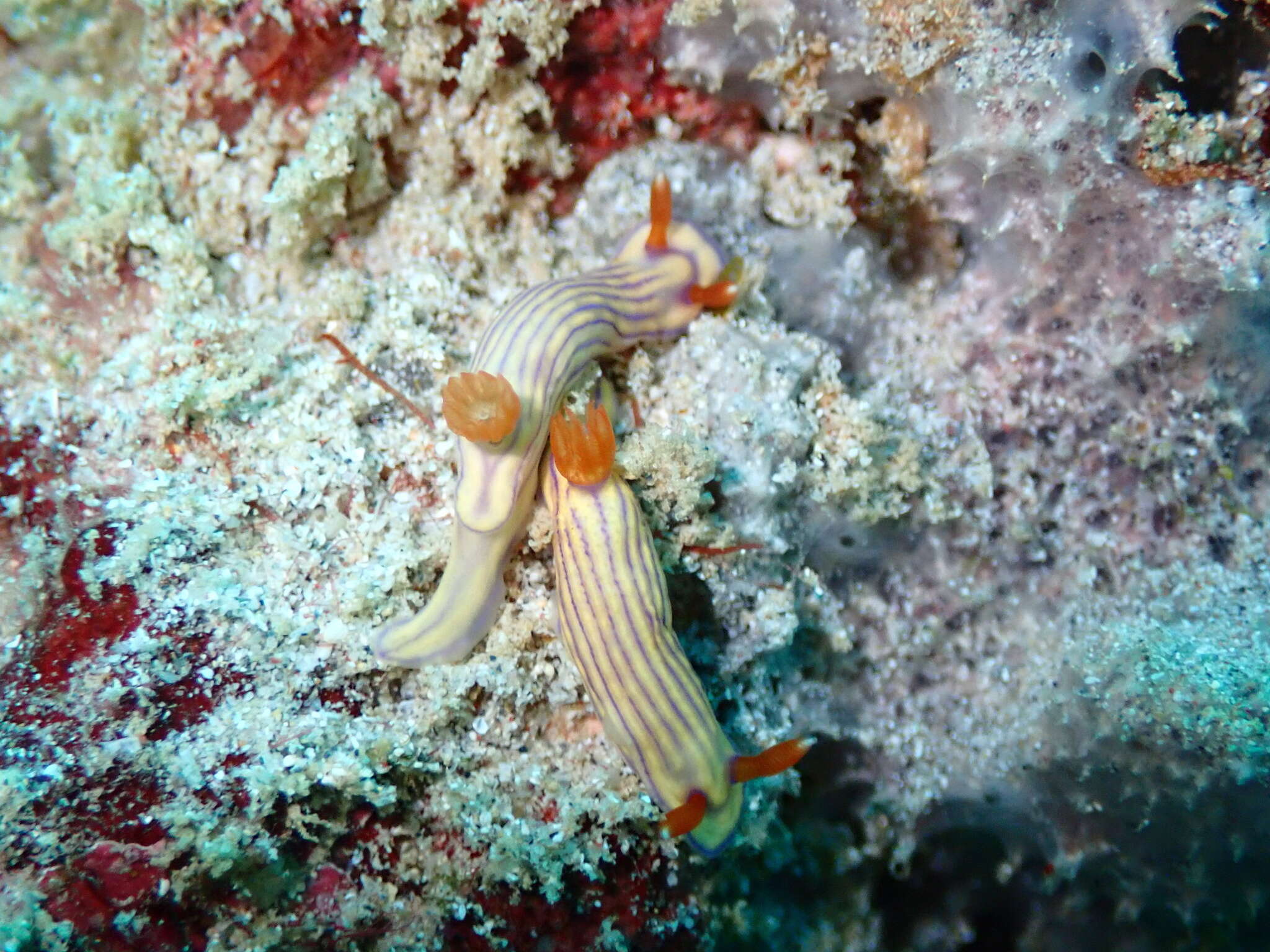 Image of Orange gilled purple lined white slug