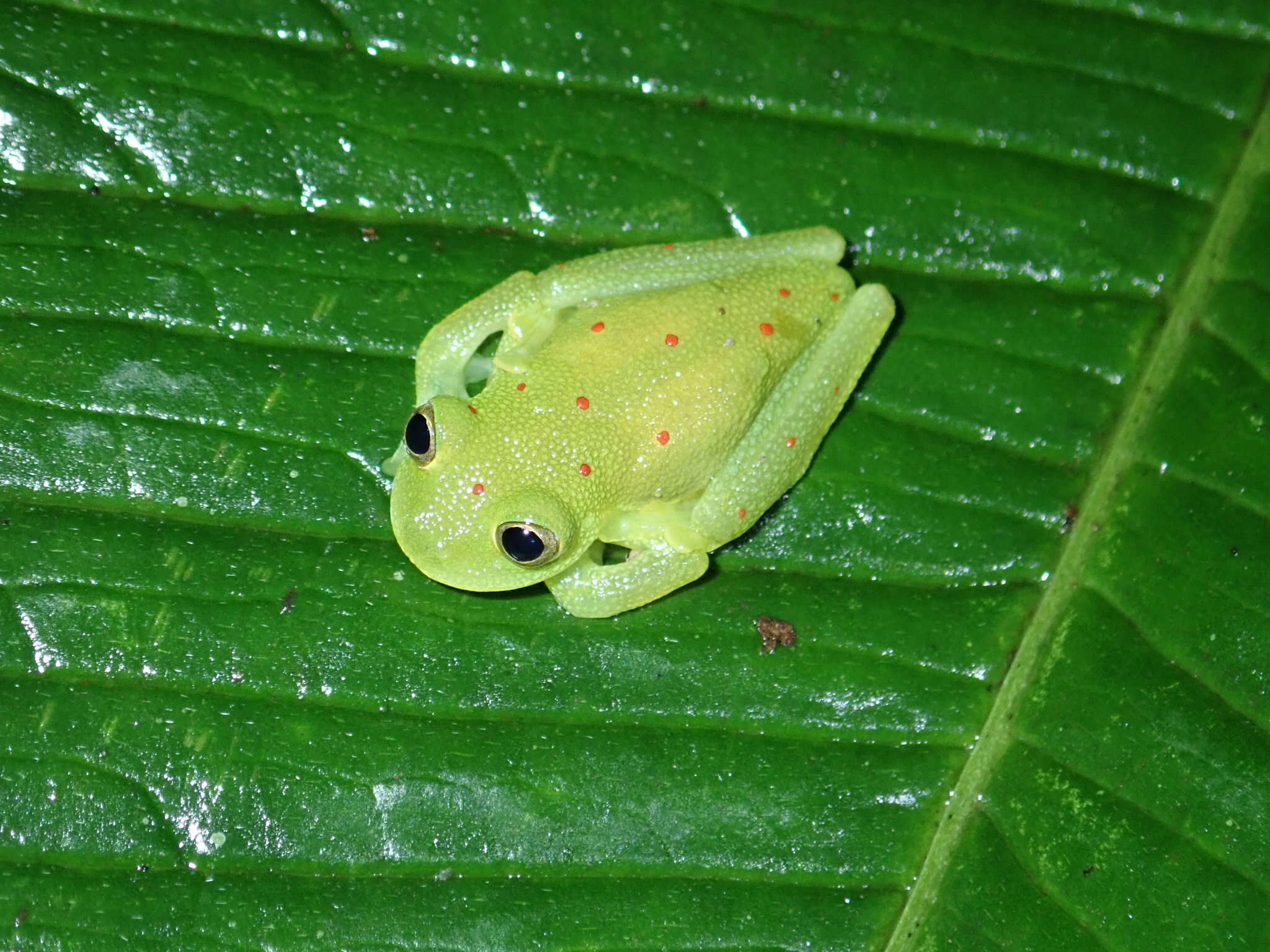 Image of Nymphargus grandisonae (Cochran & Goin 1970)