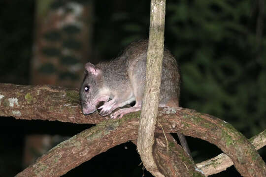 Image of Giant White-tailed Rat