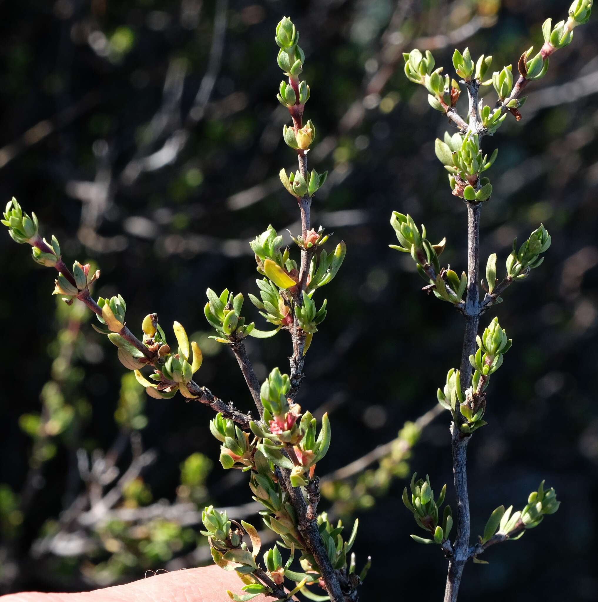 Image of Anthospermum spathulatum Spreng.