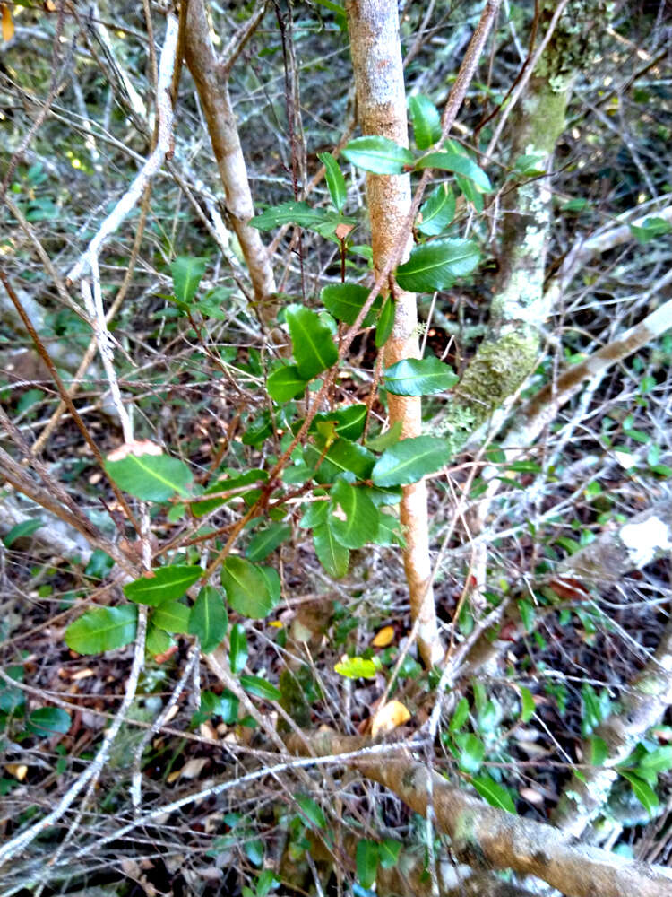 Image de Ochna arborea Burch. ex DC.