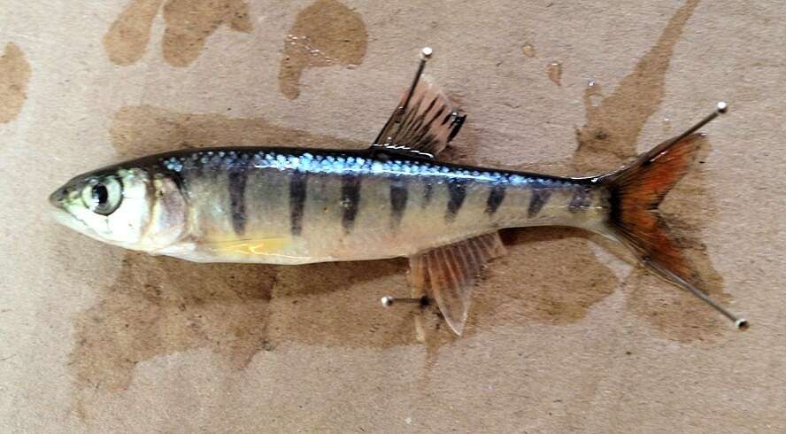 Image of Southern Barred Minnow