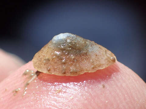 Image of northern blind limpet