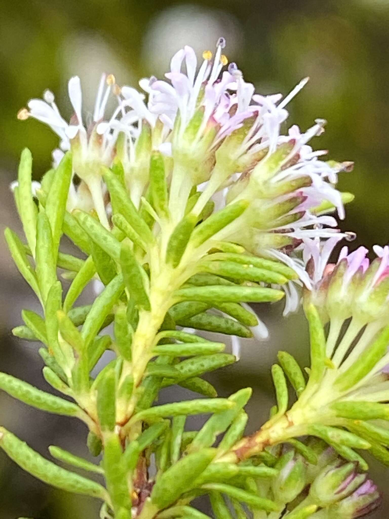 Image of Agathosma virgata (Lam.) Bartl. & Wendl. fil.