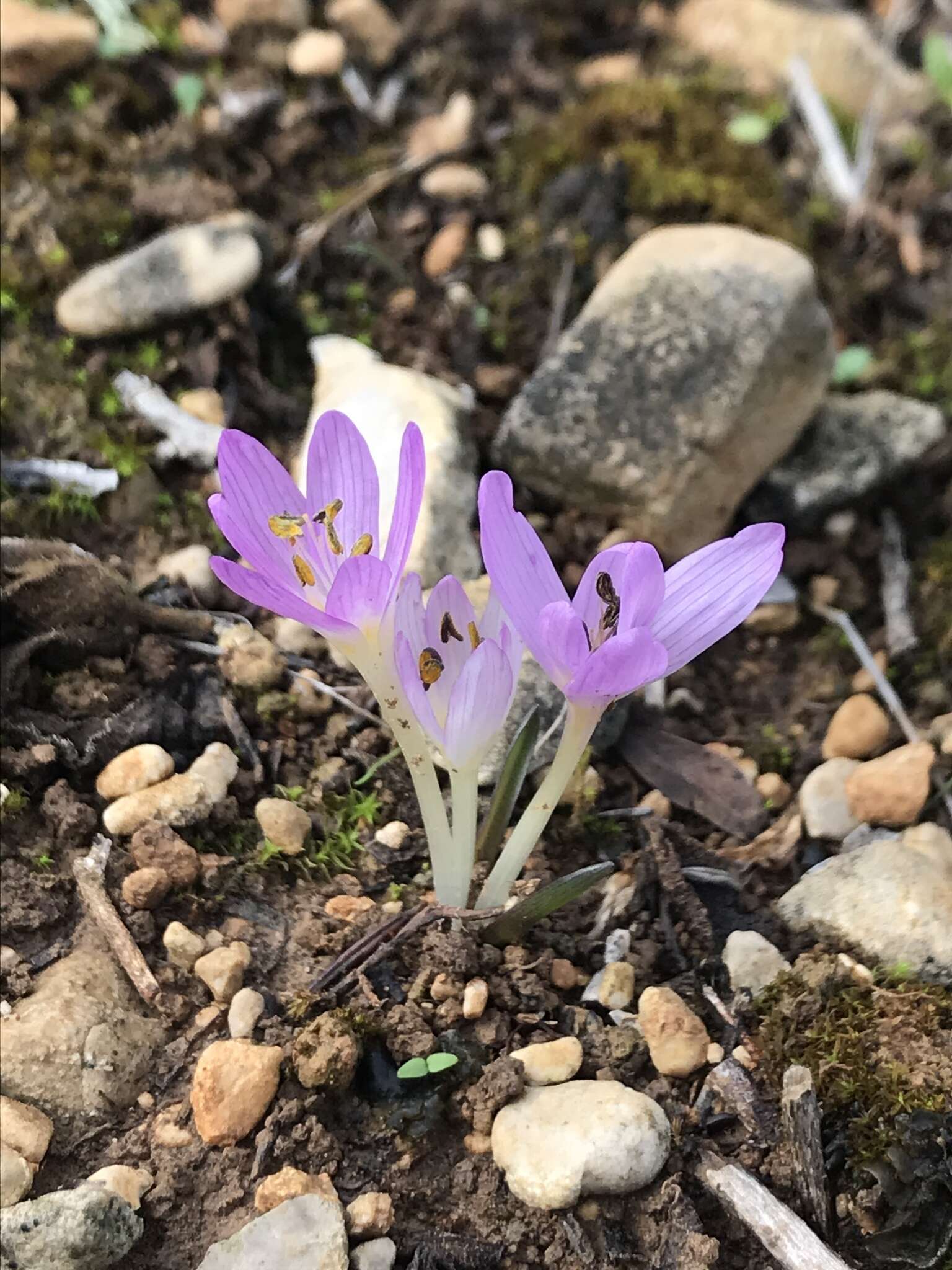 Image of Colchicum cupanii Guss.