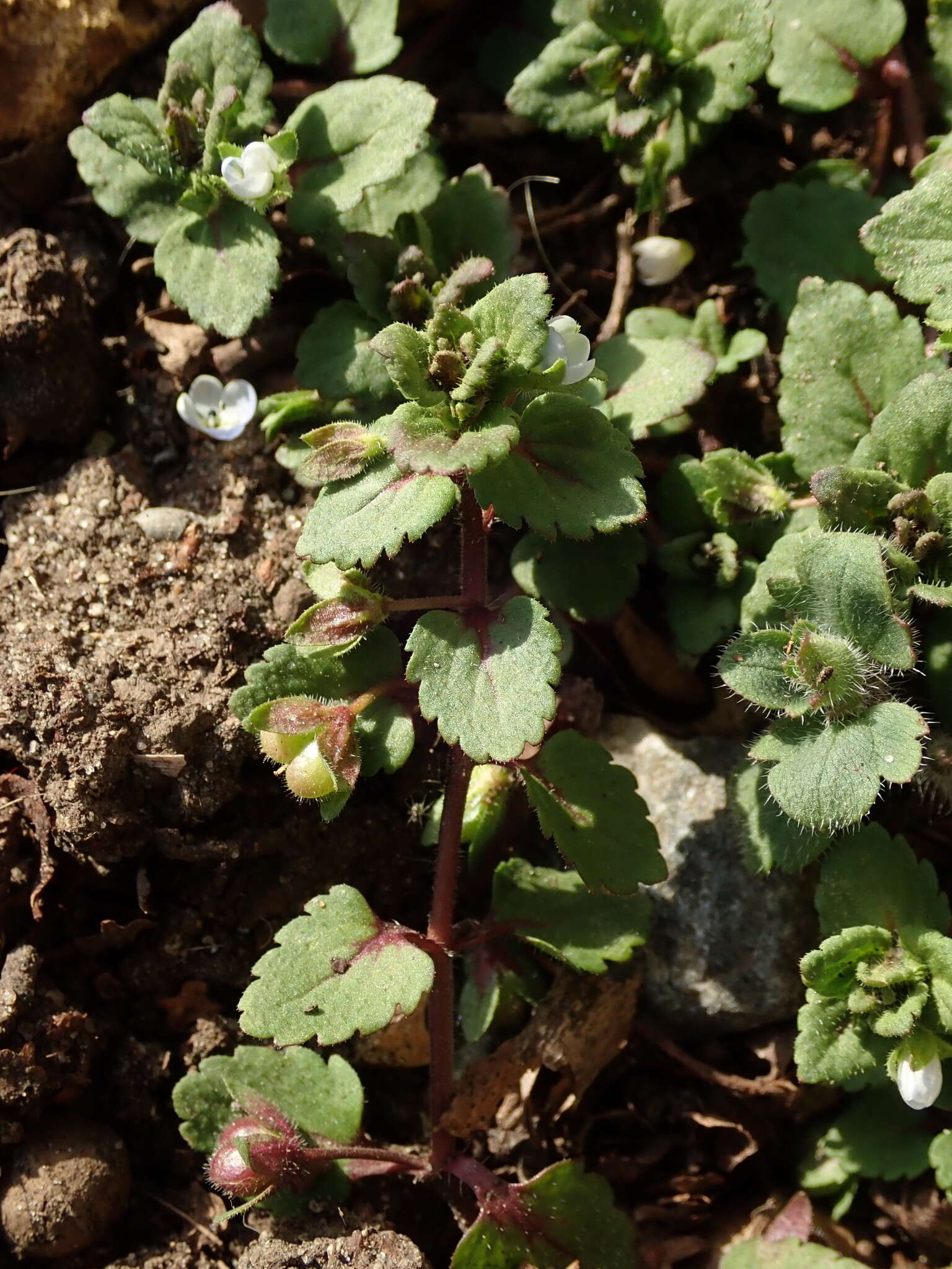 Image of Green field-speedwell