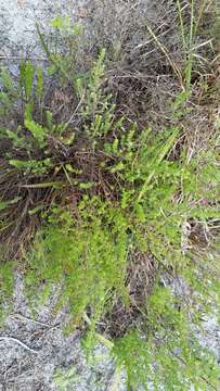 Image of Spreading Pinweed