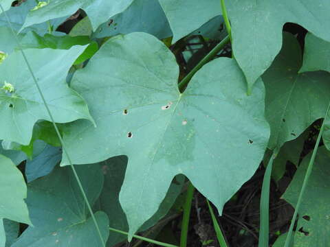 Plancia ëd Ipomoea ampullacea Fern.