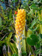 Image of Aechmea comata (Gaudich.) Baker