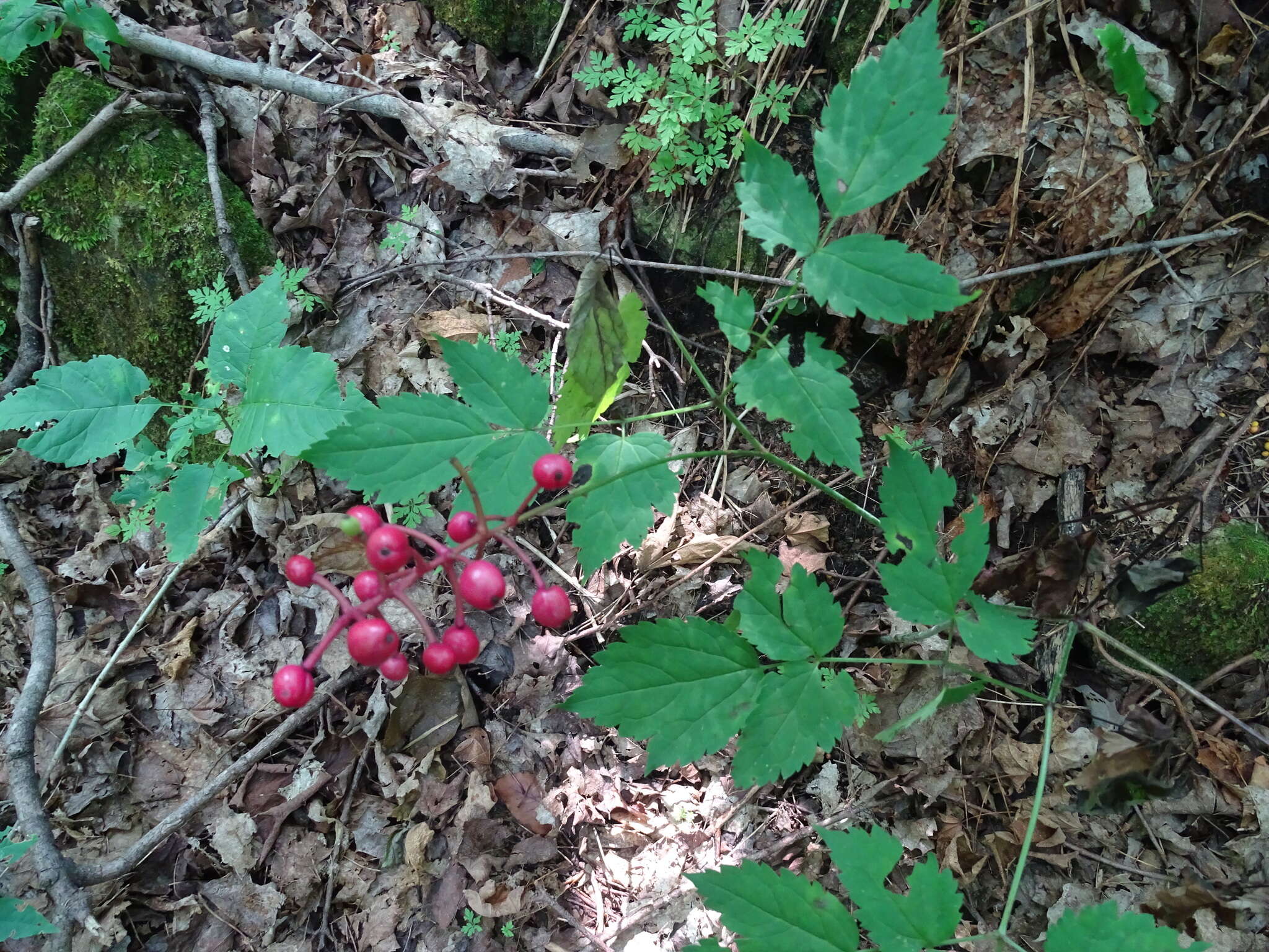 Слика од Actaea ludovici B. Boiv.