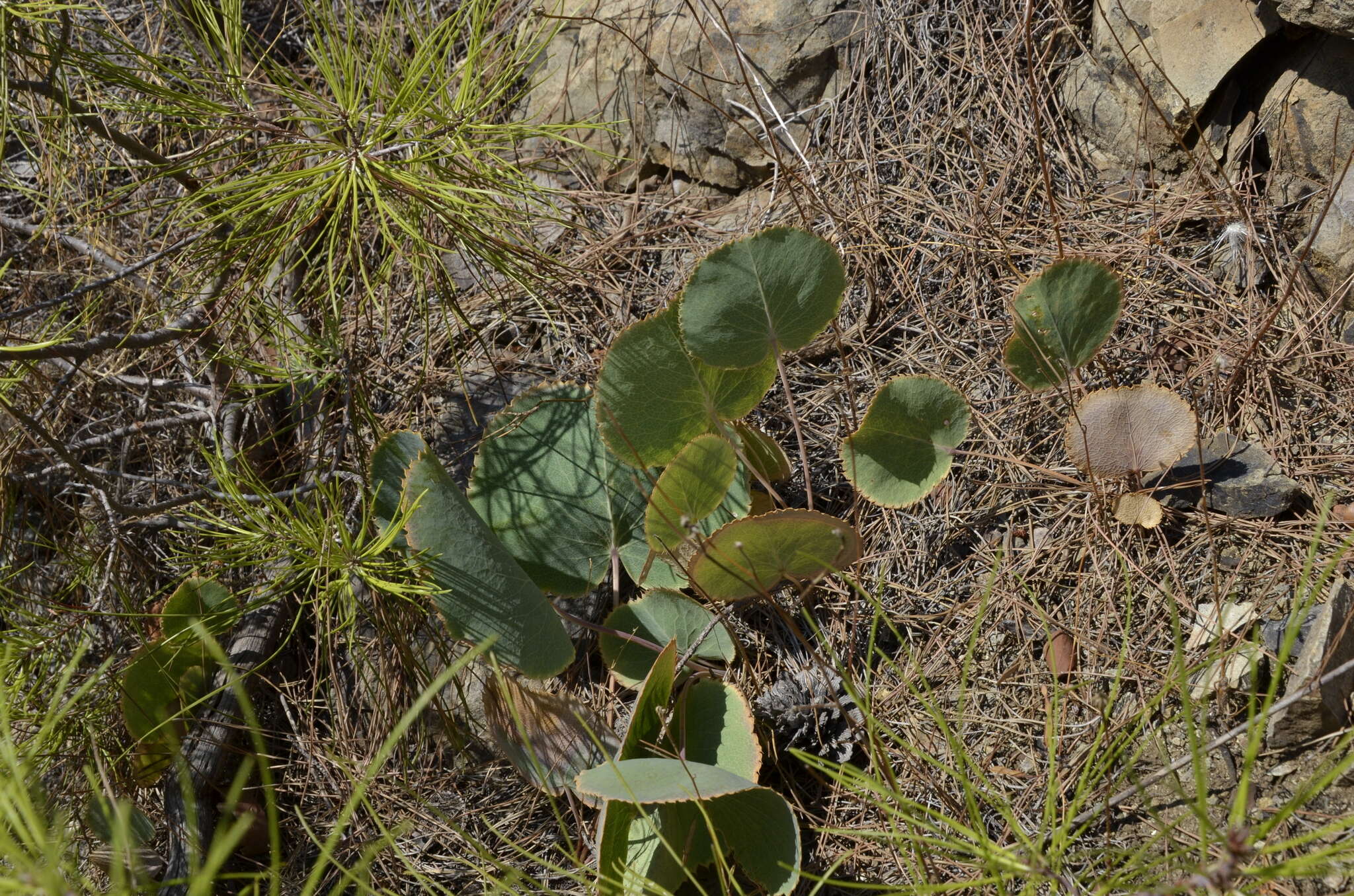 Image of Eryngium thorifolium Boiss.