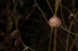 Image of Helenium aromaticum (Hook.) L. H. Bailey