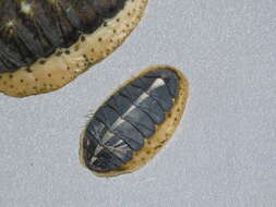 Image of Plaxiphora aurata (Spalowsky 1795)