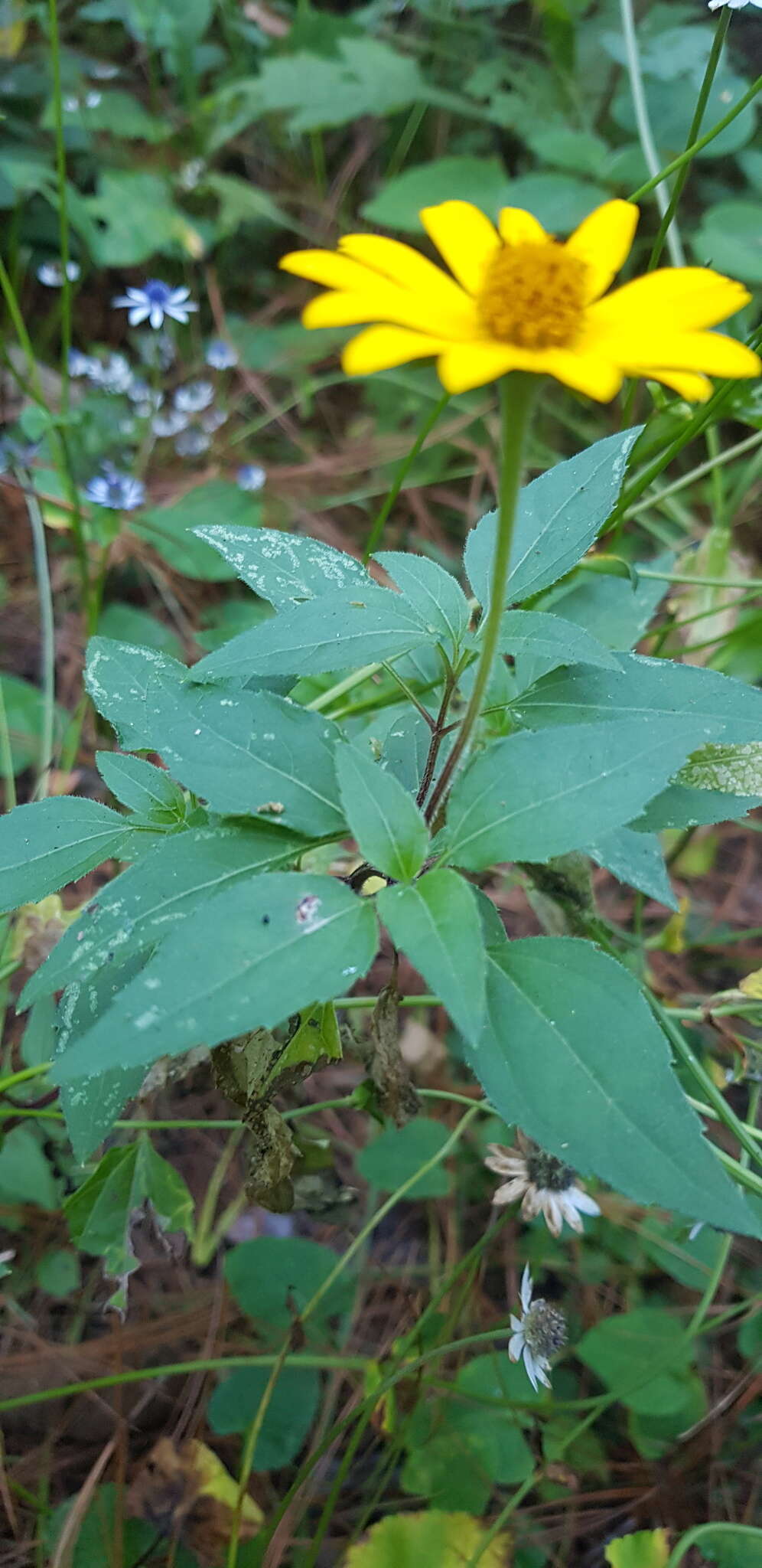 Sivun Acmella oppositifolia (Lam.) R. K. Jansen kuva