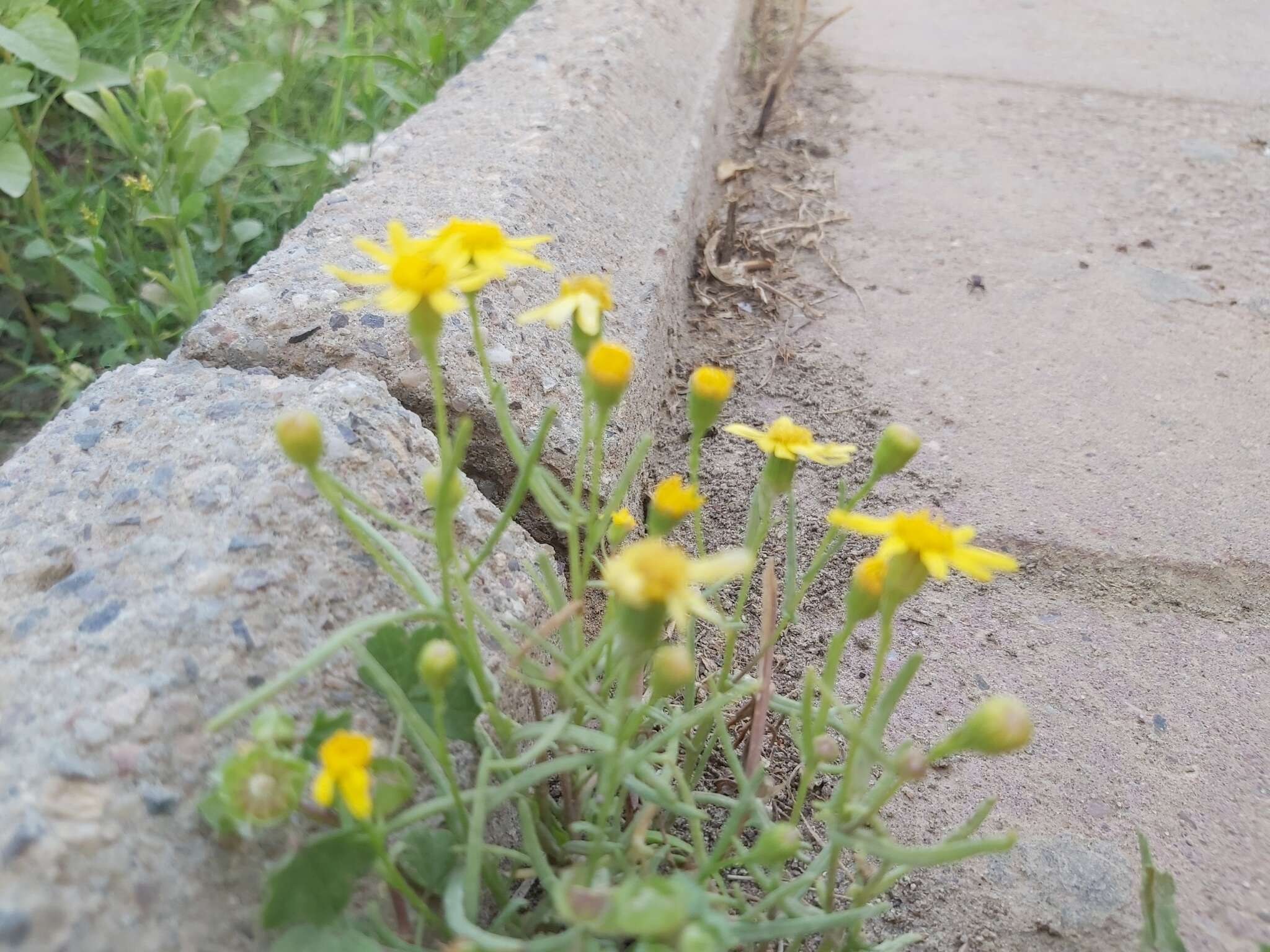 Plancia ëd Senecio glaucus L.